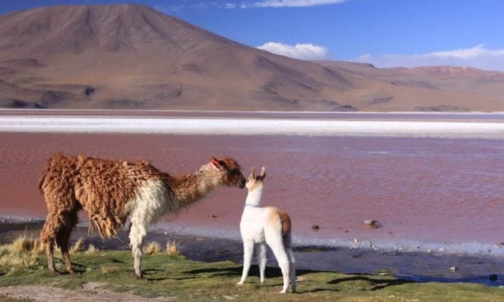 Tour Salar de Uyuni desde Lima | 4D/3N
