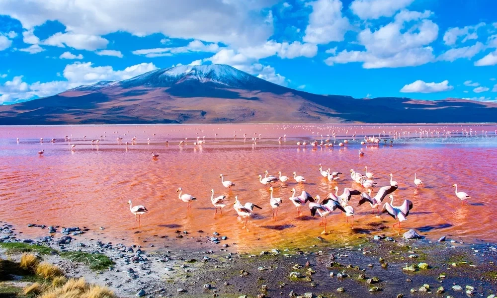 Uyuni Salt Flats Tour from San Pedro de Atacama | 3D/2N