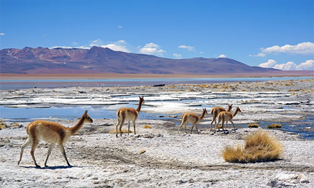 Andean Fauna in Uyuni