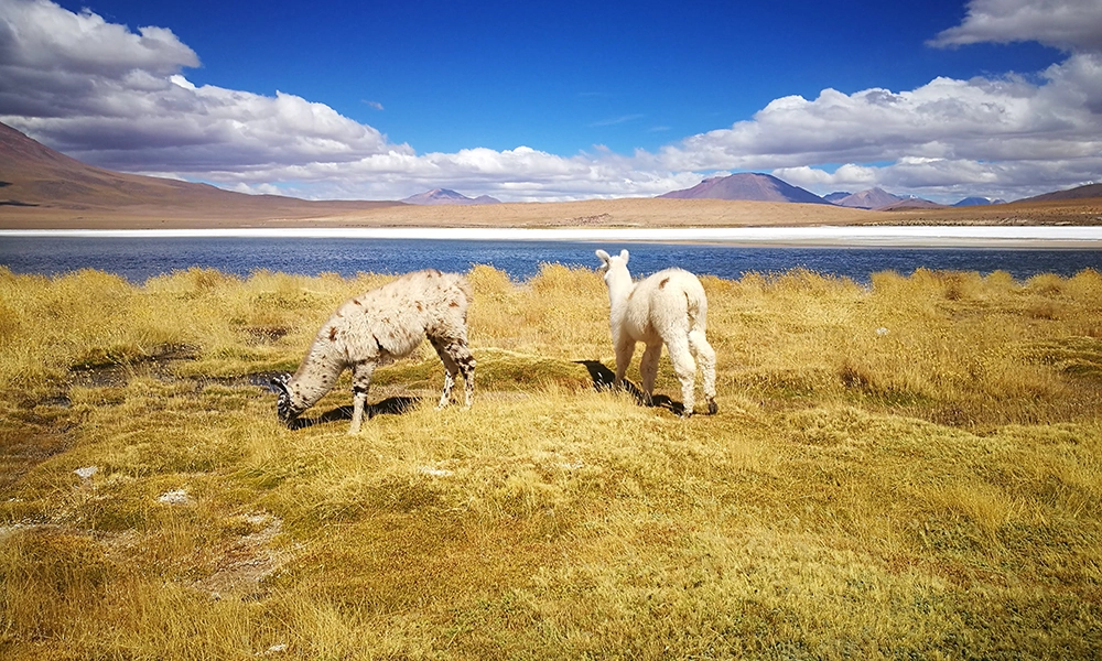 Cañapa Lagoon in Uyuni