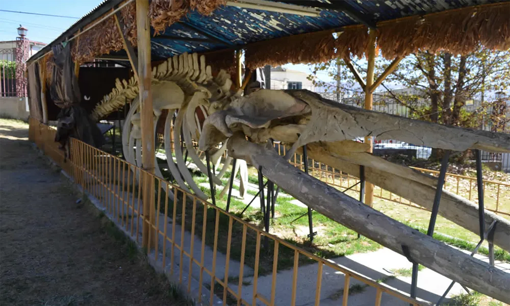 National Museum of Natural History